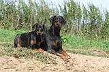 DOBERMANN 088